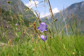 Image showing Flower