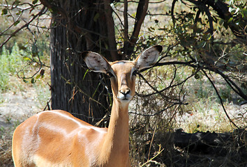 Image showing Impala