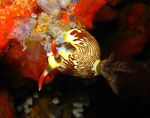 Image showing Lined Neon Slug (Nembrotha Lineolata)