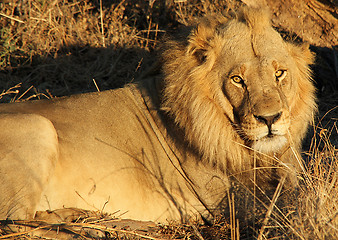 Image showing Lion 