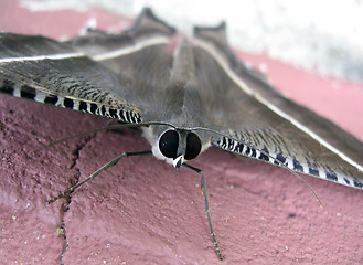 Image showing Moth