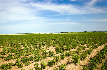 Image showing Agriculture