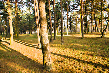 Image showing Trunks of trees (autumn)