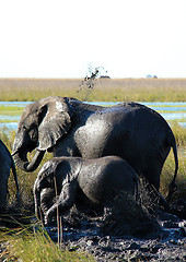 Image showing Mud Shower