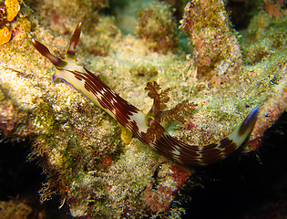 Image showing Lined Neon Slug (Nembrotha Lineolata)