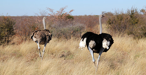 Image showing Ostriches on the Run