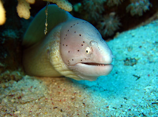 Image showing Peppered Moray