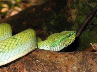 Image showing Pope's Pit Viper