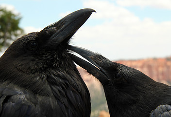 Image showing Ravens