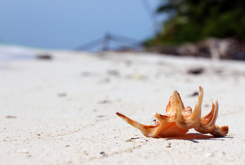 Image showing Seashell