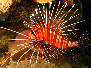 Image showing Spotfin Lionfish