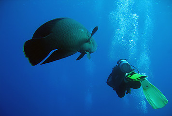 Image showing Napoleonfish & Diver Swimming
