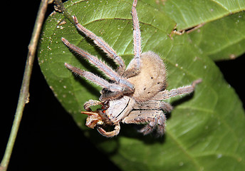 Image showing Tarantula