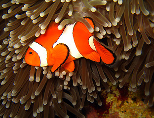 Image showing Western Clown-anemonefish