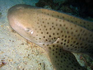 Image showing Zebra Shark