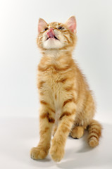 Image showing red kitten looking up