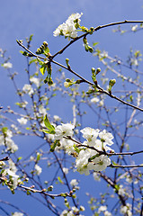 Image showing Details of white blooming apple tree branches.