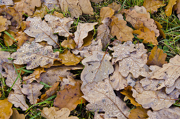 Image showing Water drops on oak leaves lying on the ground.