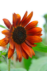 Image showing Red sunflower