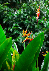 Image showing Tropical flower.