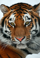 Image showing Tiger portrait