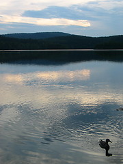 Image showing Duck & forrest lake