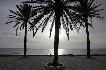 Image showing Date palms