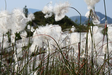 Image showing Flower