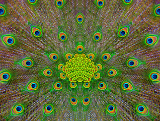 Image showing peafowl feathers pattern