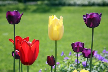 Image showing Tulips in full bloom