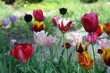 Image showing Tulips in full bloom