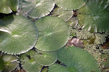 Image showing Leaves