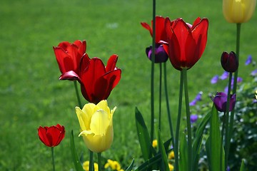 Image showing Tulips in full bloom