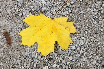 Image showing Autumn leaf