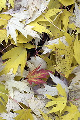 Image showing Yellow leaves