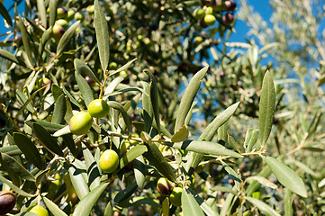 Image showing Olive tree