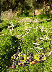 Image showing Harvested olives