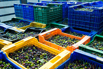 Image showing Olive harvest