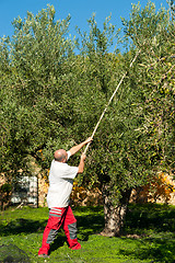 Image showing Olive harvest