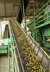 Image showing Olive mill in action