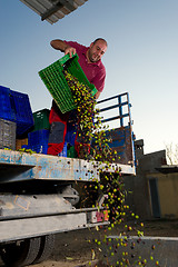 Image showing Unloading olives