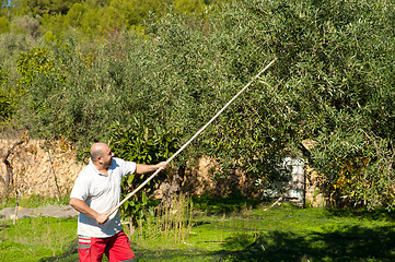 Image showing Olive harvest