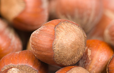 Image showing Hazelnuts