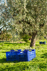 Image showing Olive harvest