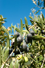 Image showing Olive tree