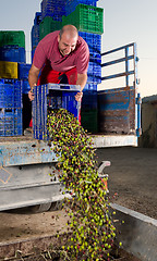 Image showing Unloading olives