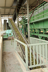 Image showing Olive mill in action