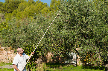 Image showing Olive harvest