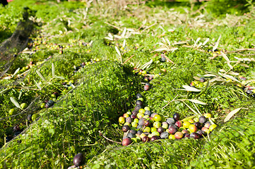 Image showing Harvested olives