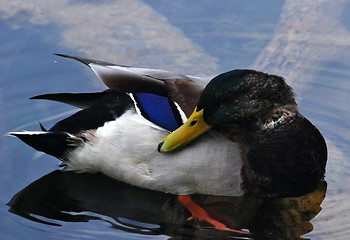 Image showing Duck in lake water